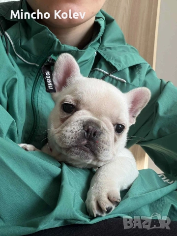 френски булдог 