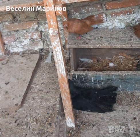 продавам  варненски  жьлти  6уменски2 модела  по6и спортни и стандарти и американци, снимка 6 - Гълъби - 51659125