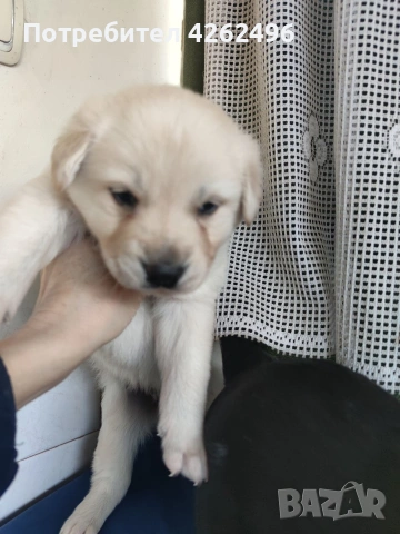 чистокръвни лабрадор ретривър, снимка 2 - Лабрадор ретривър - 53745338