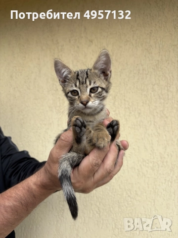 Котенца на 2 месеца, снимка 4 - Други - 56185958