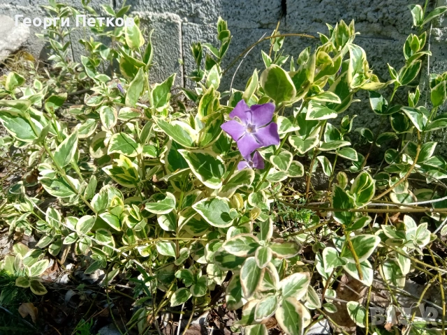 Пъстролистна винка , снимка 5 - Градински цветя и растения - 53658604