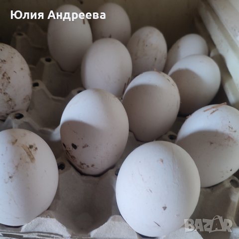 Яйца от гъски-лебедови., снимка 1 - Патици и гъски - 44461599