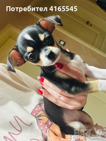 Чихуахуа момиченце гр. Варна, снимка 4 - Чихуахуа - 52787097