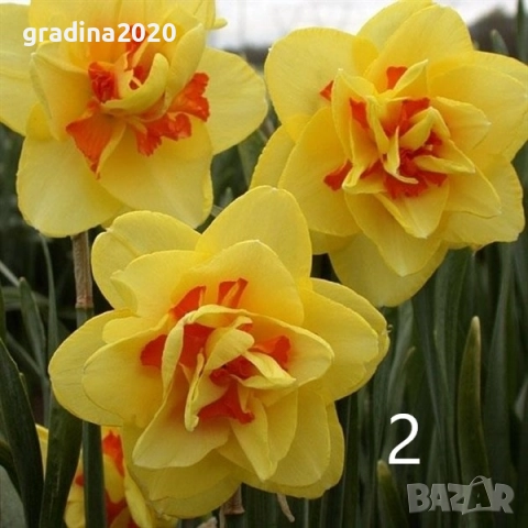 Луковици на Нарцис, снимка 2 - Разсади - 51459191