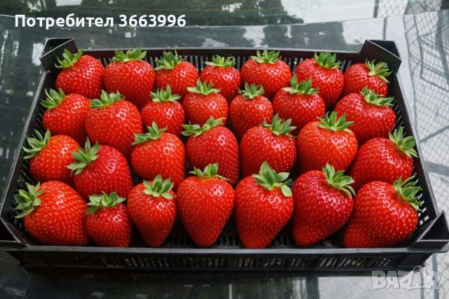 продавам фантастичен разсад ягоди и малини , снимка 3 - Разсади - 53688553