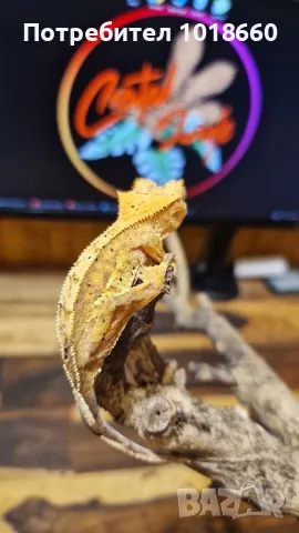 Ресничести гекони / crested gecko / correlophus ciliatus