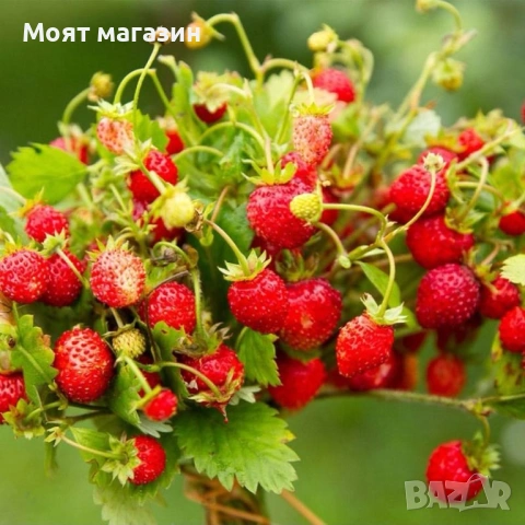 Горска ягода, снимка 2 - Градински цветя и растения - 53645320