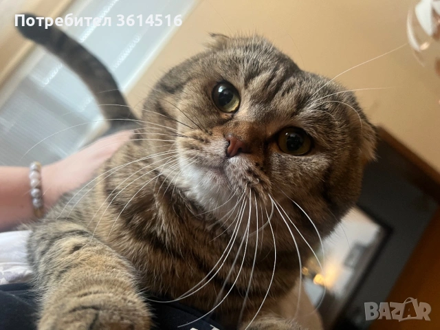 Мъжки шотландец, снимка 2 - Търси партньор - 53793761