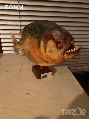 Рядка пираня от Бразилия – перфектна за декор/колекция, снимка 2 - Други ценни предмети - 52426311