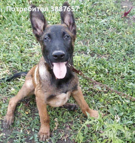 БЕЛГИЙСКА ОВЧАРКА  МАЛИНОА, снимка 3 - Белгийска овчарка - 50232911