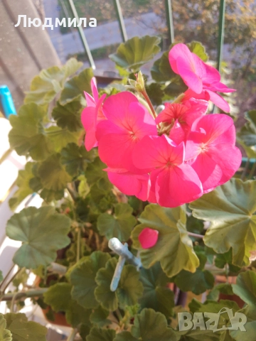 Мушкато,богато,последни бройки,над 10 бр.снимки от днес,цъфтят целог в сандъче                      , снимка 9 - Градински цветя и растения - 52723597