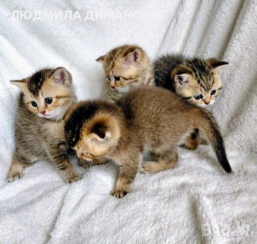 Шотландски мъжки женски , снимка 5 - Британска късокосместа - 53440012