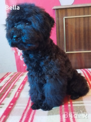 Мини пудел , снимка 4 - Пудели - 53132342