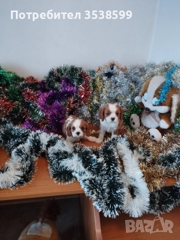 Кавалер Кинг Чарлз Шпаньол , снимка 5 - Кавалер кинг чарлз шпаньол - 52669127