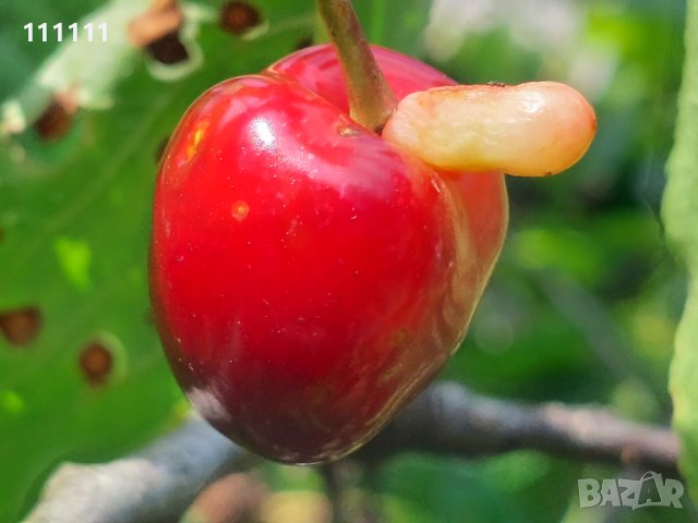 Череша уникат за колекционери и ценители , снимка 6 - Други ценни предмети - 41100414
