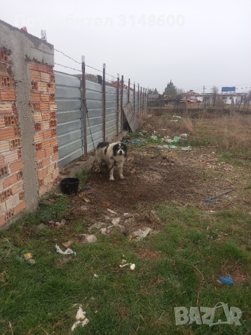 Куче, снимка 4 - Каракачанска овчарка - 44571686