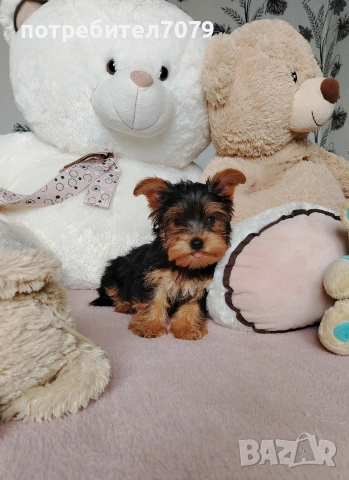 Йоркширски териер, мини