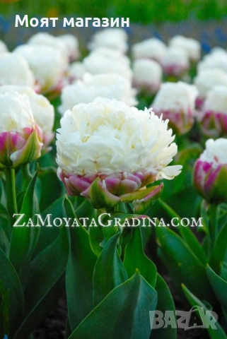 Сладоледено лале, снимка 7 - Градински цветя и растения - 53641313