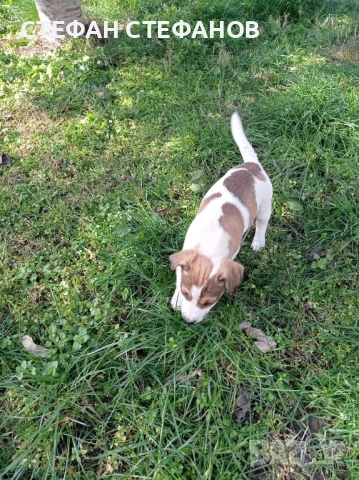 Джак Ръсел , снимка 7 - Джак ръсел териер - 52917744