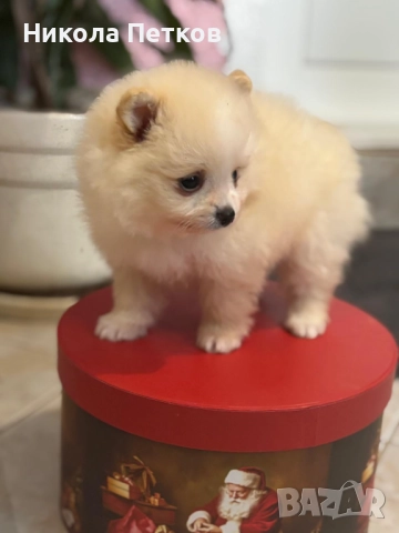 Померан мини , снимка 6 - Померан - 52597684