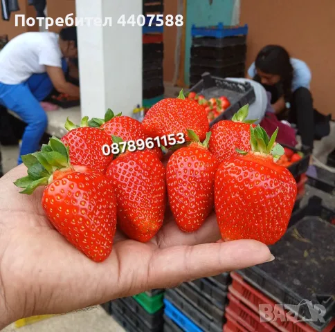 Разсад Ягоди Целогодишни Сортове, снимка 11 - Разсади - 56368977