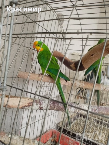 различни видове птици , снимка 8 - Папагали - 52253904