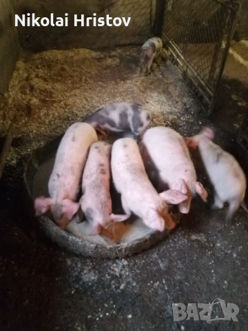 Свободни прасенца, снимка 3 - Прасета - 53108774