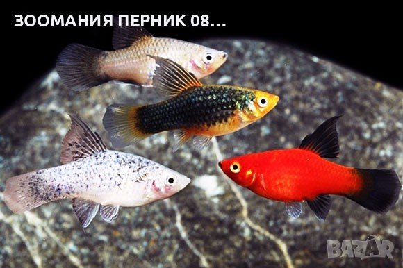 Риби Плата - Перник , снимка 1 - Рибки - 41469440