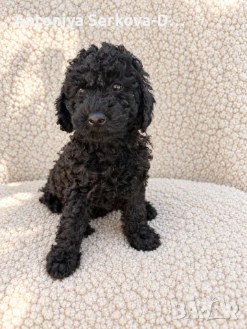 Poodle toy/Пудел Той