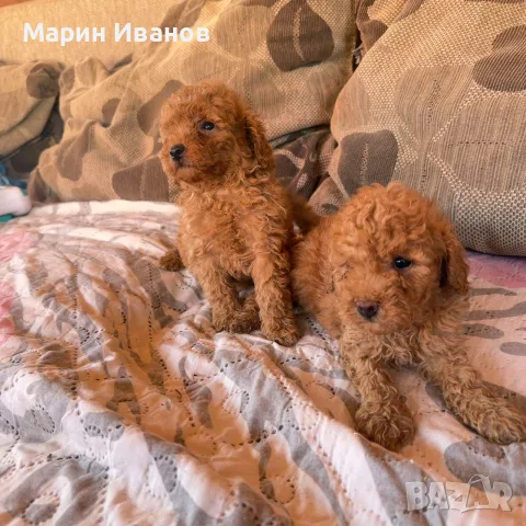 Мини пуделчета, момче и момиче!, снимка 3 - Пудели - 56151492