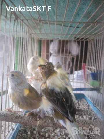 Канари, снимка 2 - Канари - 53117601