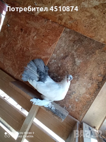 Продавам гълаби, снимка 3 - Гълъби - 53660555
