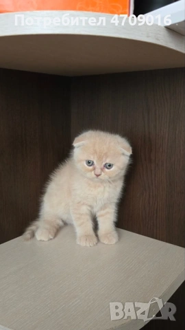 Плюшена магия в два цвята: Елитно Британско облаче и Шотландско слънчице!" 👑🐾, снимка 5 - Британска късокосместа - 53098759