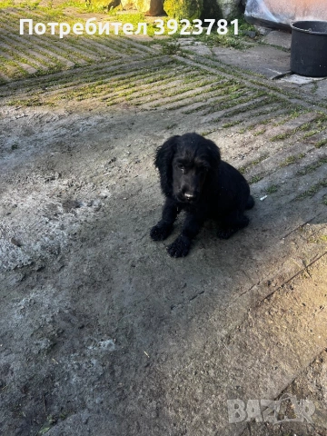 Кокер шпаньол, снимка 3 - Кокер шпаньол - 53261480