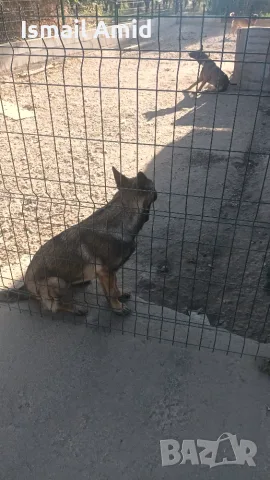 Prodavase Malinoa jenska na 5 meseca  obezparaziten s tri vaksini oblast shumen selo petmogili
