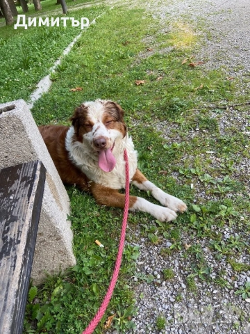 Кученце си търси дом , снимка 6 - Други - 51563544