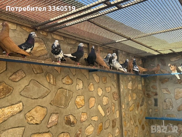 Гълаби неврени и лимонки, снимка 15 - Гълъби - 50813378