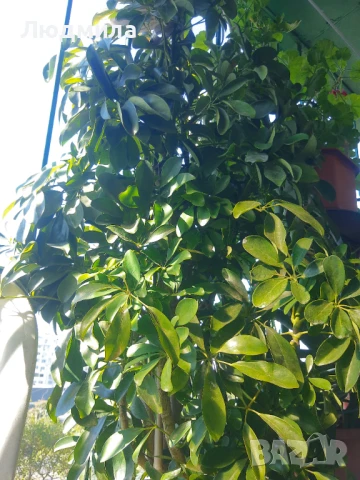 Растение,Шефлера,дърво,зелено,богато за декорация, снимка 5 - Стайни растения - 51305405