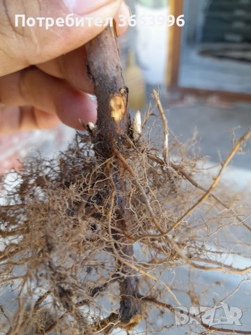 Продавам елитен разсад ягоди и малини , снимка 12 - Разсади - 40037822