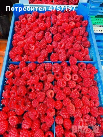 Расад ягоди и малини, снимка 4 - Разсади - 53767445