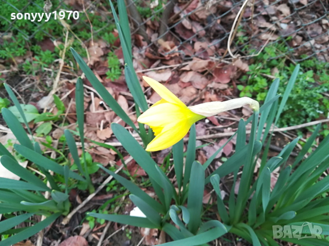 НАРЦИСИ-ГРЪМ ОТ ГРАДИНСКИ НАРЦИСИ В САКСИЯ 1103241736, снимка 3 - Градински цветя и растения - 44715922