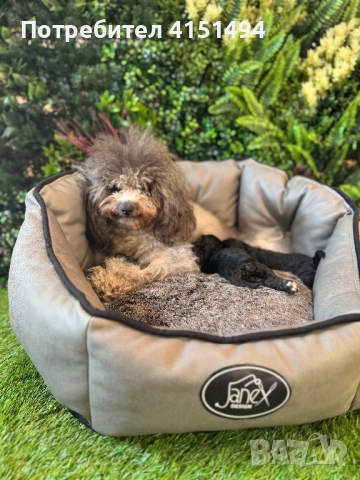 Тийкъп сиви пуделчета