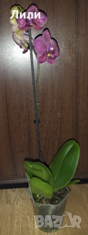 Орхидея фаленопсис Kimono, снимка 3 - Стайни растения - 36037959