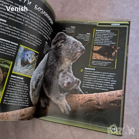 Животните на Европа и Нощните животни, снимка 5 - Детски книжки - 52483867