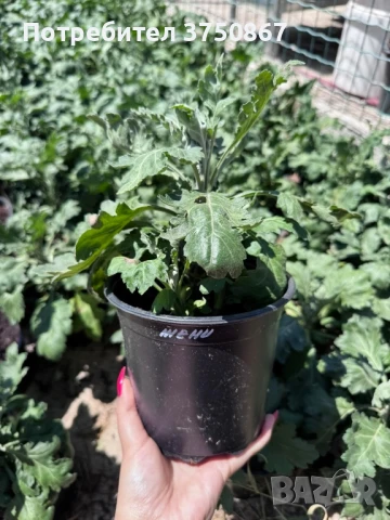 💞😍♥️ Уникални български хризантеми – селекция, създадена с грижа! 💞♥️💞, снимка 5 - Градински цветя и растения - 50782033