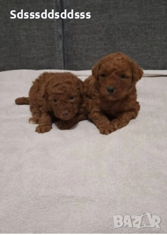 продавам той пудел, снимка 2 - Пудели - 52961870