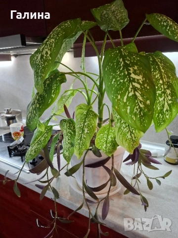 Дифенбахия в комбинация пурпорно сърце., снимка 2 - Стайни растения - 51715363