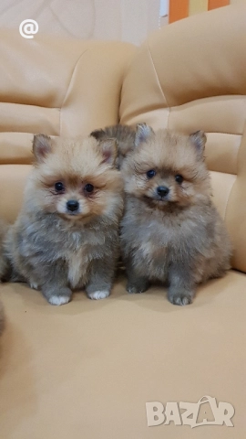 Померан померанчета Гр. София снимки от днес 05.12.2025г, снимка 2 - Померан - 52665938