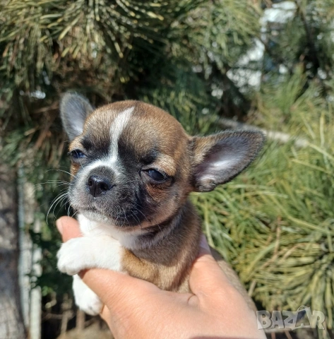 Чистокръвни чихуахуа , снимка 7 - Чихуахуа - 53837651