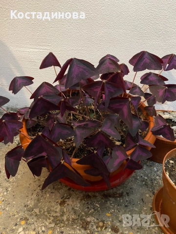 Лилава Детелина 